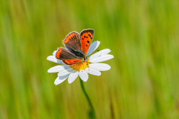 Kleiner Feuerfalter (Lycaena phlaeas) auf Margarite