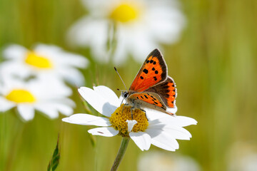 Kleiner Feuerfalter (Lycaena phlaeas) auf Margarite