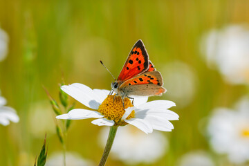 Kleiner Feuerfalter (Lycaena phlaeas) auf Margarite