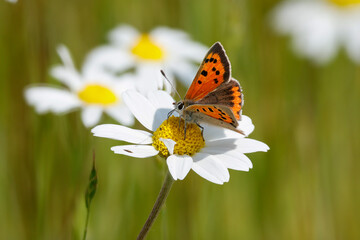 Kleiner Feuerfalter (Lycaena phlaeas) auf Margarite