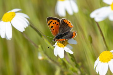 Kleiner Feuerfalter (Lycaena phlaeas) auf Margarite
