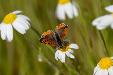 Kleiner Feuerfalter (Lycaena phlaeas) auf Margarite