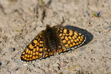 Wegerich-Scheckenfalter (Melitaea cinxia)