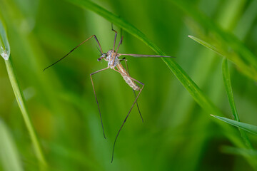 Frühlingsschnake (Tipula vernalis)