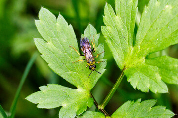 Echte Blattwespe (Tenthredo koehleri)