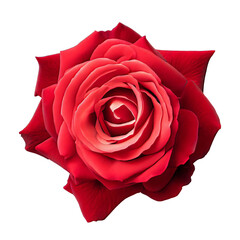 A red hybrid tea rose blooming isolated on a white or transparent background. Rose flower is symbol of love, desire, romance, and gifts for anniversaries or Valentine's Day.