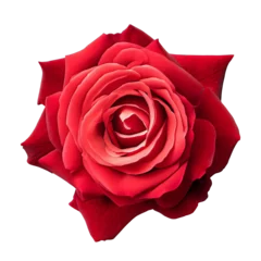 Fototapeten A red hybrid tea rose blooming isolated on a white or transparent background. Rose flower is symbol of love, desire, romance, and gifts for anniversaries or Valentine's Day. © D.APIWAT