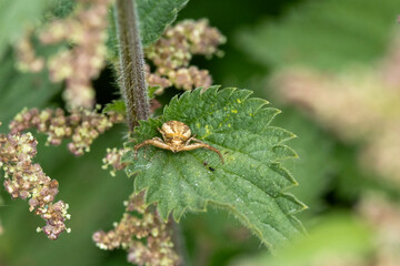 Krabbenspinne