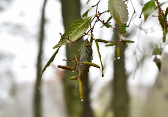 wet leaves in winter