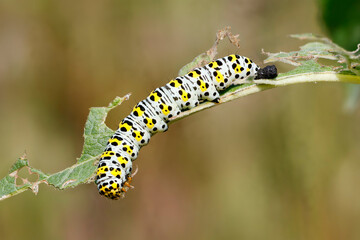  Königskerzen-Mönch (Cucullia verbasci),  Brauner Mönch