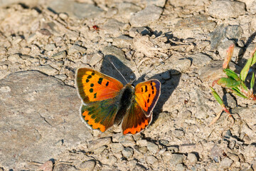 Kleiner Feuerfalter (Lycaena phlaeas)