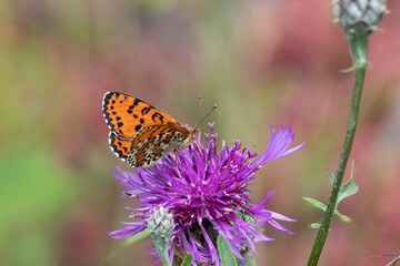 Rote Scheckenfalter (Melitaea didyma)