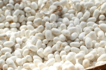 Cosmos flowers bloom in Jim Thompson Farm, a famous natural and cultural attraction in Thailand.