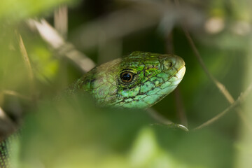 Westliche Smaragdeidechse (Lacerta bilineata)