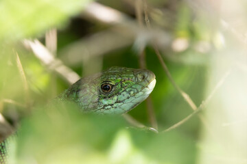 Westliche Smaragdeidechse (Lacerta bilineata)
