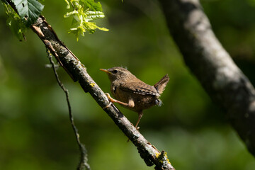 Zaunkönig (Troglodytes troglodytes)