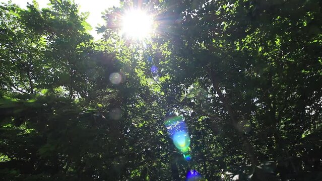 さわやかな森林　木漏れ日　太陽の光