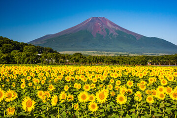 花の都公園から富士山とひまわり