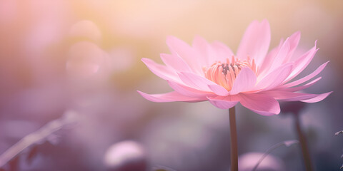 Soft focus of cosmos flower at morning sunrise, colorful cosmos flower on Sweet tone background concept.