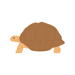Old land tortoise reptile illustration. simple hand drawn style illustration