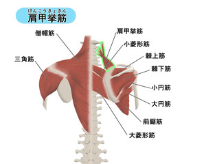 背中の筋肉パーツの位置関係がわかるイラスト　肩甲挙筋 © Nenta
