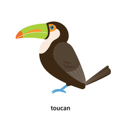 Set of types of birds. A toucan that lives in tropical forests.