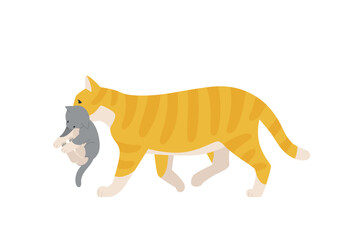 Parents and baby animals. A mother cat is moving with a kitten in her mouth.