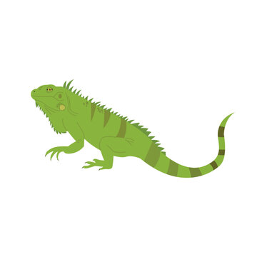 Iguana Reptile Illustration. Simple Hand Drawn Style Illustration