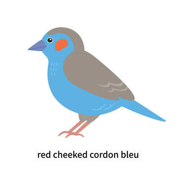 Set of types of birds. A cute little cordon blue with red cheeks.
