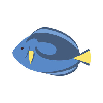 recommend clip art: Marine life illustration. Blue tropical blue tang fish.
