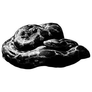 Indian python hand drawing vector isolated on background.
