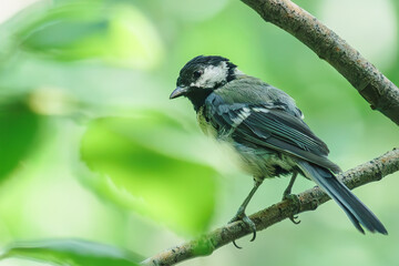Obraz premium Little titmouse minds her own business