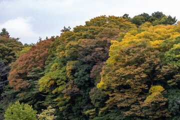 公園の紅葉黄葉風景