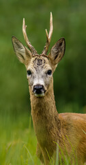 white deer © Karol