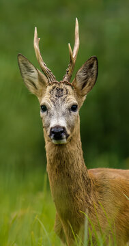 white deer