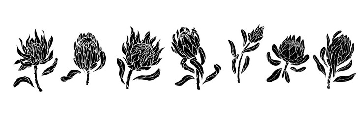 Set of silhouettes, kakula protea flowers. Vector graphics.
