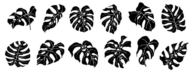 Monstera leaf silhouette set.Vector graphics.