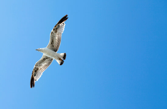 Animal Bird Seagull Flying on Sky