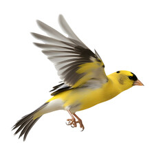 American Golfinch in Flight, American Goldfinch, wild bird, bird watching, realistic illustration,
 side view, transparent background, png, generative ai