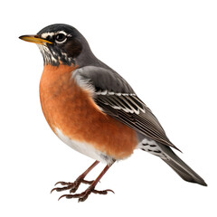 American Robin, wild bird, bird watching, realistic illustration,
 side view, transparent background, png, generative ai