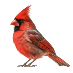 Foto op Plexiglas Cardinal, red bird, wild bird, bird watching, realistic illustration,  side view, transparent background, png, generative ai © Alex