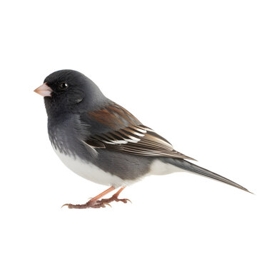 Dark-eyed Junco, wild bird, bird watching, realistic illustration,
 side view, transparent background, png, generative ai