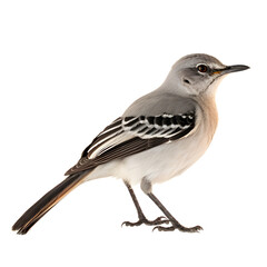 Fototapeta premium Northern Mockingbird, wild bird, bird watching, realistic illustration, side view, transparent background, png, generative ai