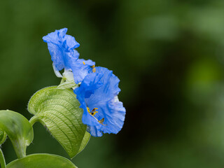 染料植物の大帽子花