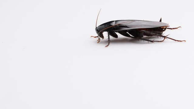 ゴキブリの白背景4Kスローモーション動画