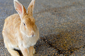 ちょこんと座るうさぎ