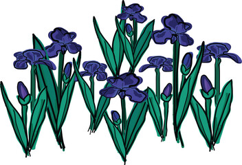 Iris flower 2