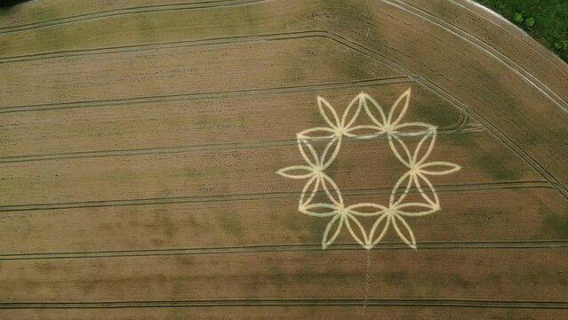 Golden Farmland Geometric Flower Pattern Crop Circle Near Warminster, England - aerial shot