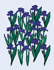 Fototapeta na wymiar Iris flower 1