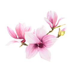 Obraz premium Magnolia flower bough Watercolor Hand drawn Illustration isolated on white background with pink stains